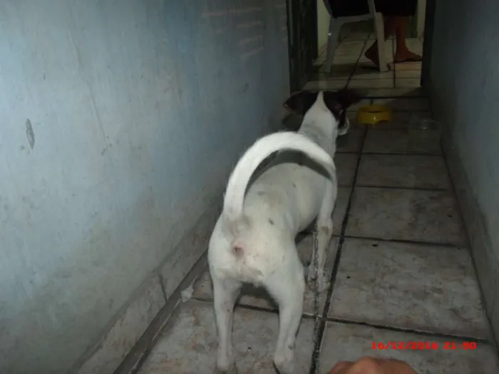 Cachorro raça ? idade 2 a 6 meses nome Back