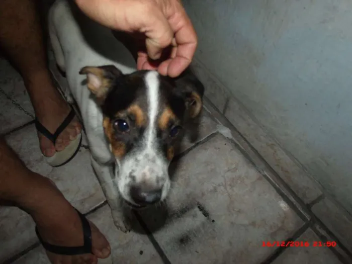 Cachorro raça ? idade 2 a 6 meses nome Back