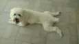 Nick