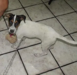 Cachorro raça ? idade 2 a 6 meses nome Back