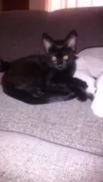 Pretinha