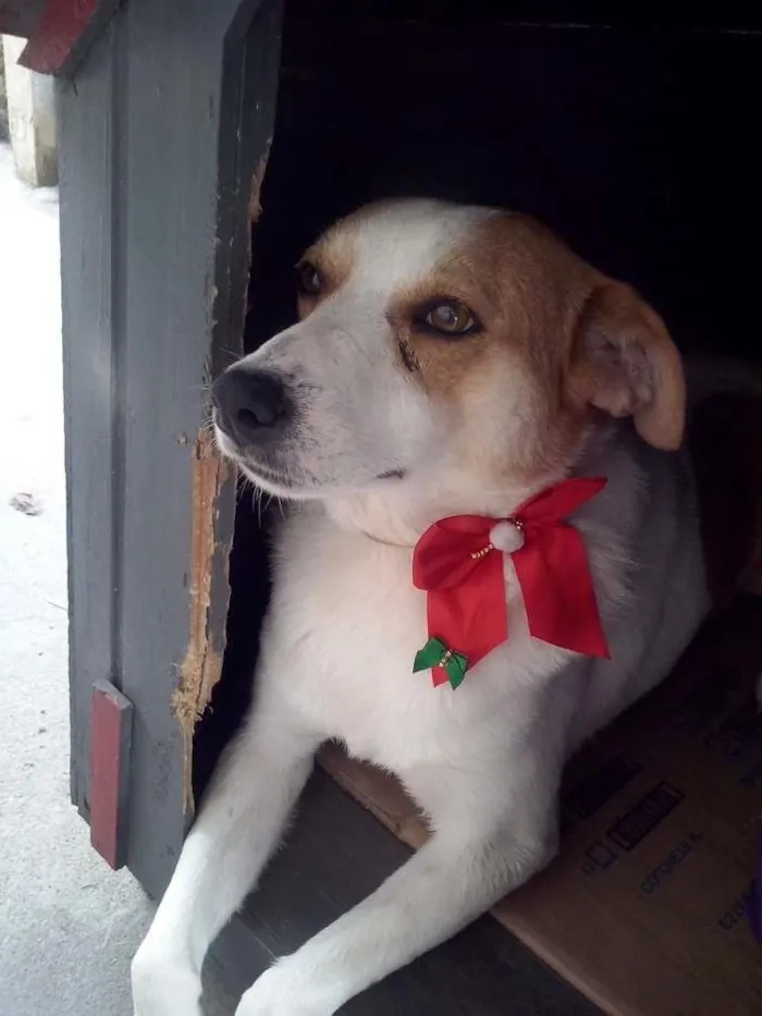 Cachorro ra a SRD idade 4 anos nome THOR