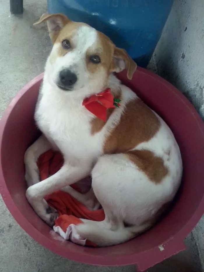 Cachorro ra a SRD idade 4 anos nome THOR