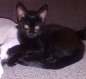 Gato raça SRD idade 2 a 6 meses nome Pretinha