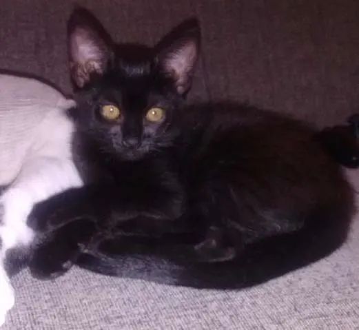 Gato ra a SRD idade 2 a 6 meses nome Pretinha