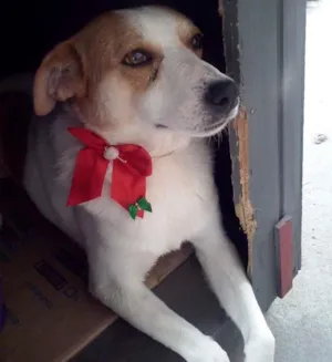 Cachorro raça SRD idade 4 anos nome THOR