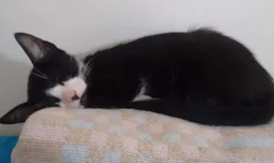 Gato raça SRD idade 2 a 6 meses nome Bily