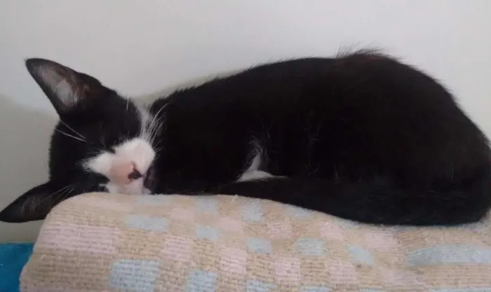Gato ra a SRD idade 2 a 6 meses nome Bily