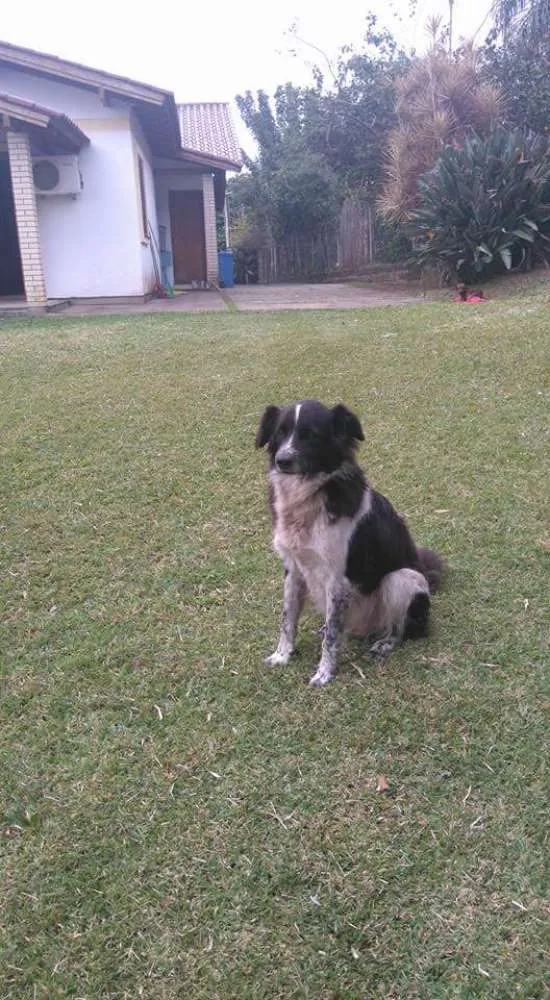 Cachorro ra a mestiço com border collie idade 6 ou mais anos nome Boby