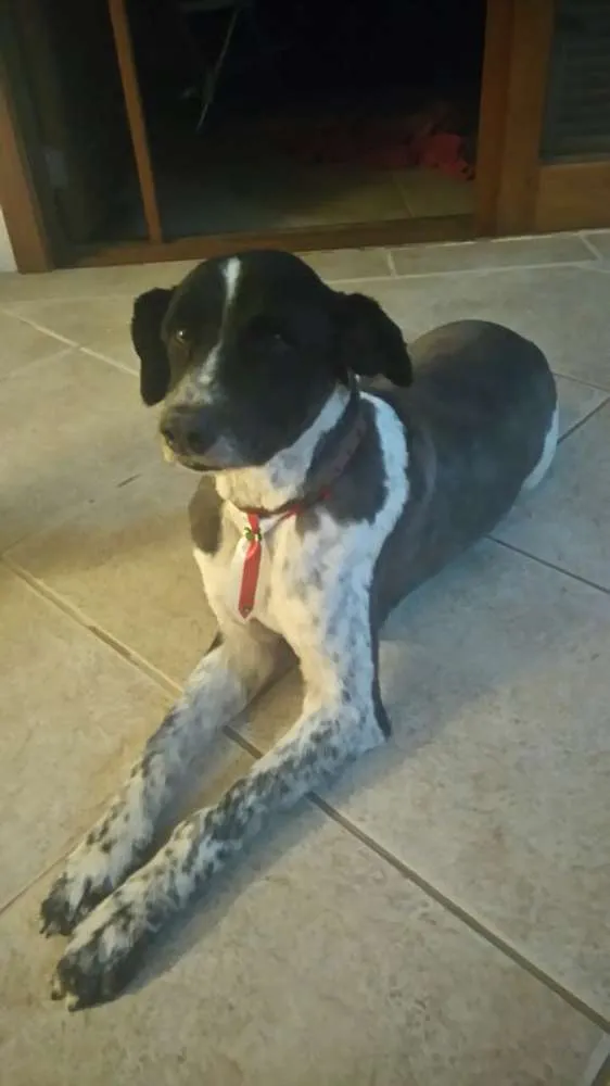 Cachorro ra a mestiço com border collie idade 6 ou mais anos nome Boby