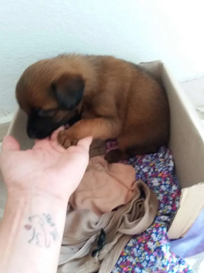 Cachorro raça Pincher Mestiço  idade Abaixo de 2 meses nome Cirilo