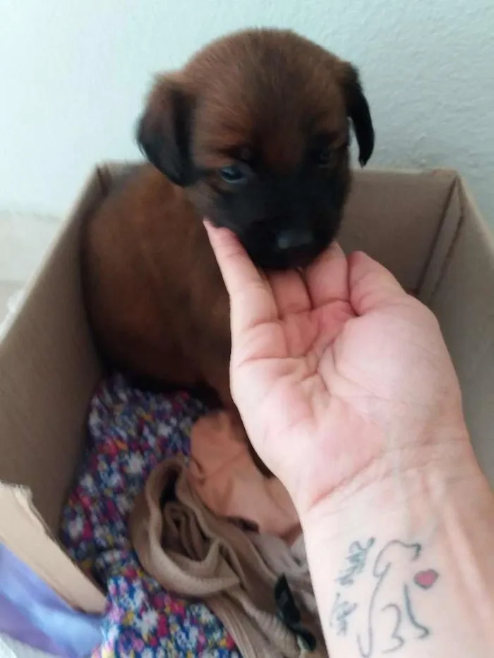 Cachorro raça Pincher Mestiço  idade Abaixo de 2 meses nome Cirilo