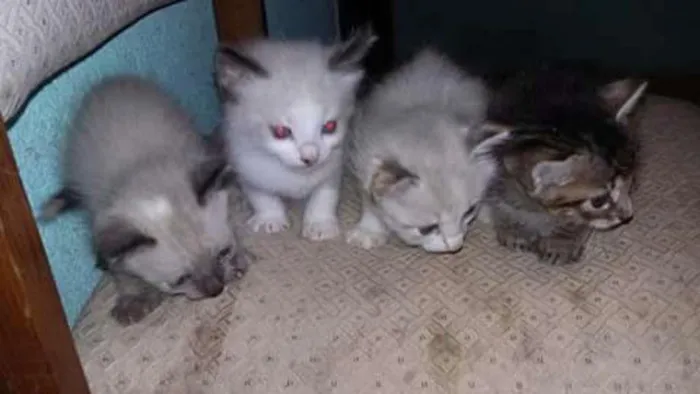 Gato raça Viralata idade Abaixo de 2 meses nome Nao tem ainda