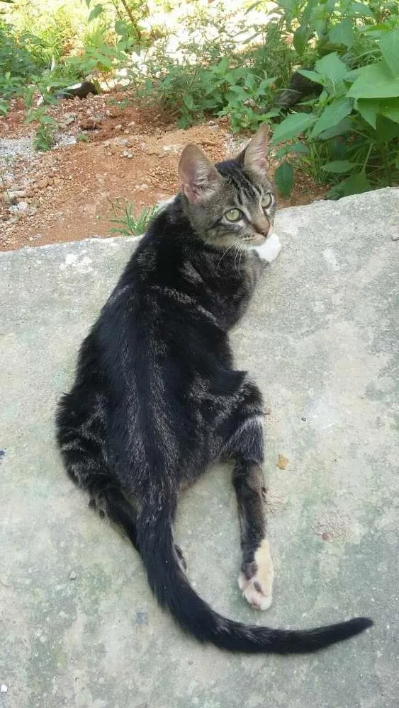 Gato raça viralata  idade 2 a 6 meses nome alle