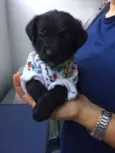 Enzo