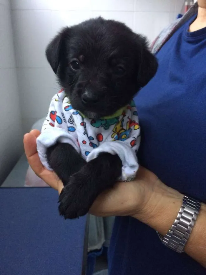 Cachorro ra a srd idade Abaixo de 2 meses nome Enzo
