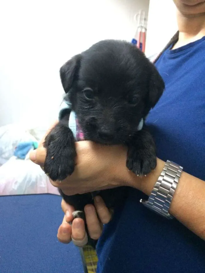 Cachorro ra a srd idade Abaixo de 2 meses nome Jack