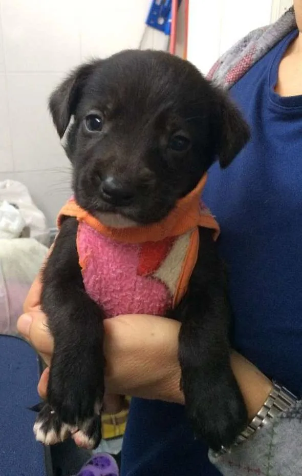 Cachorro ra a srd idade Abaixo de 2 meses nome Thaty