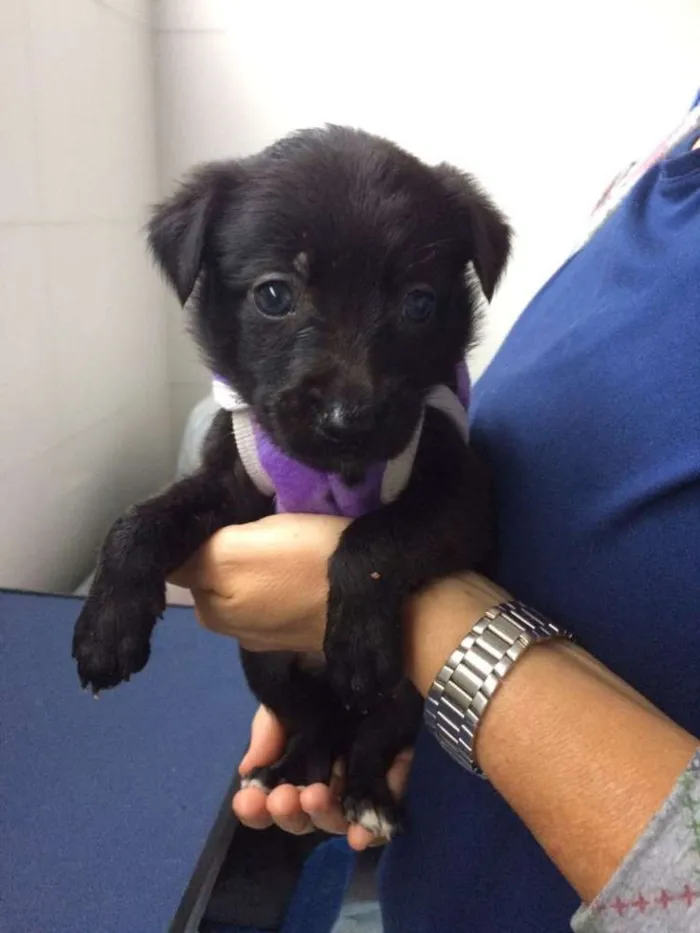 Cachorro ra a srd idade Abaixo de 2 meses nome Tina