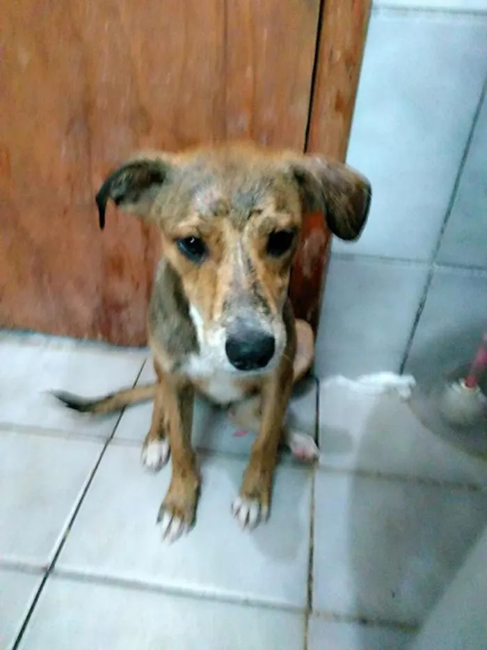 Cachorro ra a Vira lata  idade 2 a 6 meses nome Não tem 