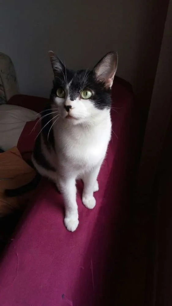 Gato ra a srd idade 3 anos nome Alfredo