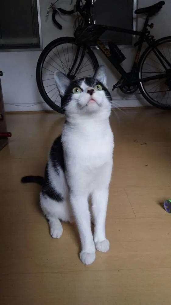 Gato ra a srd idade 3 anos nome Alfredo