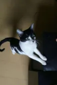Alfredo