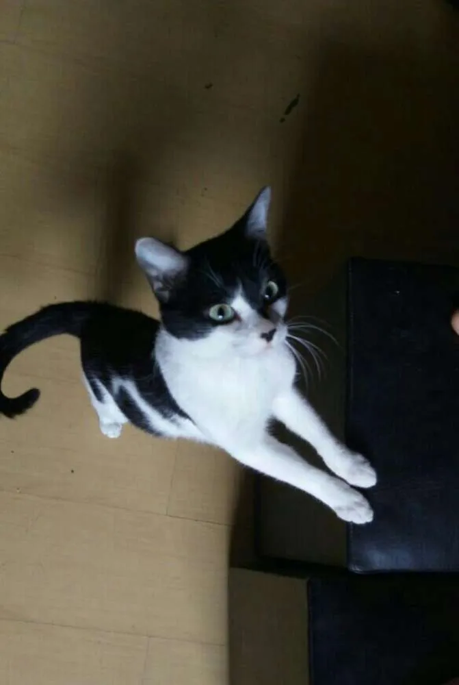 Gato ra a srd idade 3 anos nome Alfredo