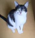 Alfredo
