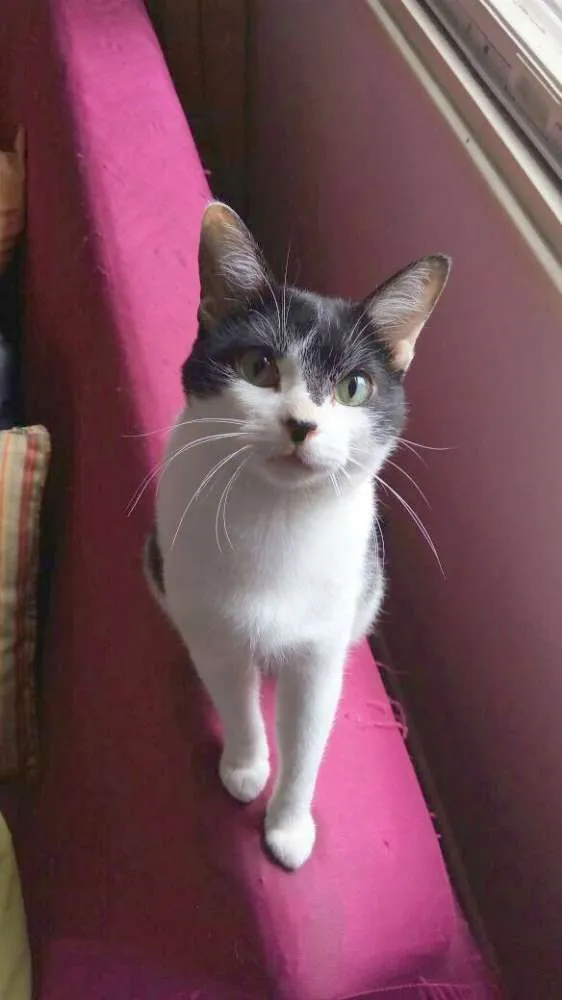 Gato ra a srd idade 3 anos nome Alfredo