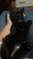 Uli