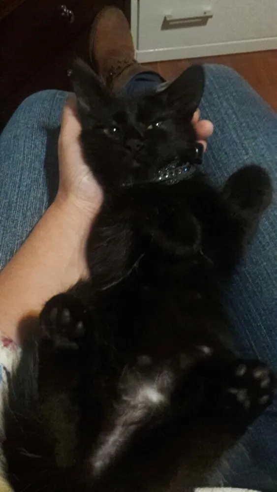 Gato ra a SRD idade 2 a 6 meses nome Uli