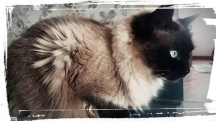Gato ra a srd idade 2 anos nome Belinha