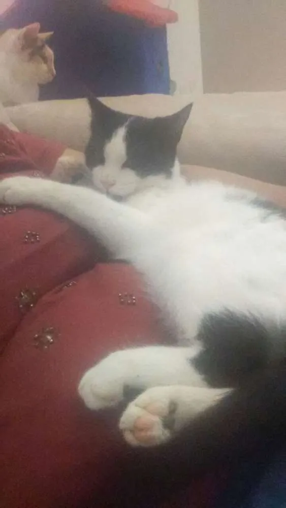 Gato ra a SRD idade 7 a 11 meses nome Filipo