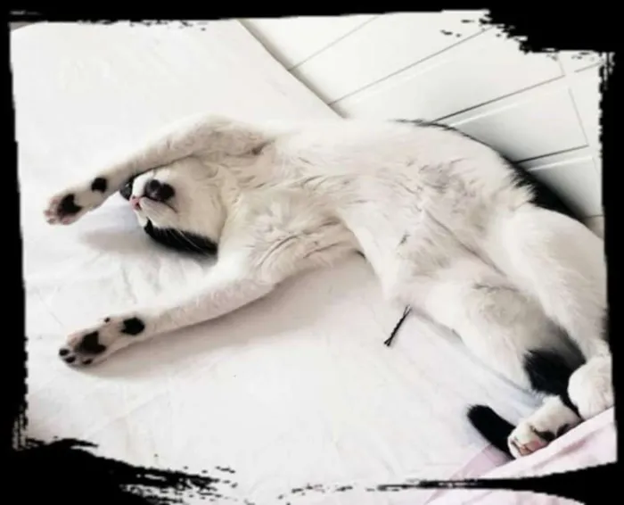 Gato ra a SRD idade 7 a 11 meses nome Filipo