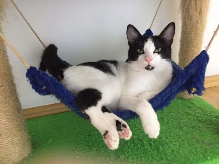 Gato ra a SRD idade 7 a 11 meses nome Filipo