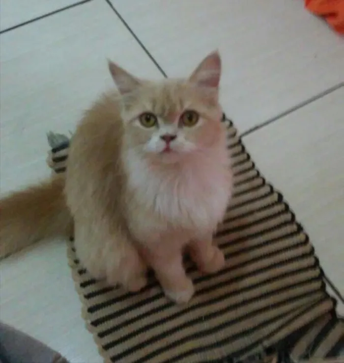 Gato ra a Mestiça Persa idade  nome Doce