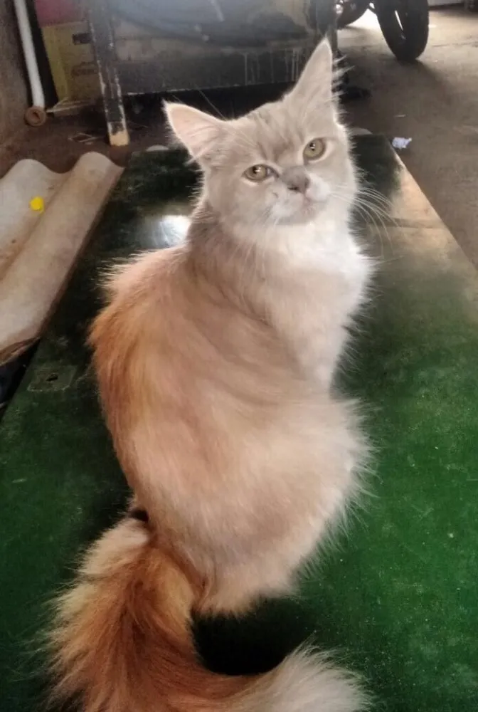 Gato ra a Mestiça Persa idade  nome Doce