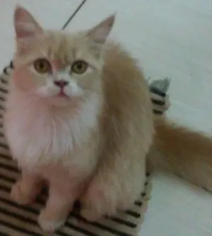 Gato raça Mestiça Persa idade  nome Doce
