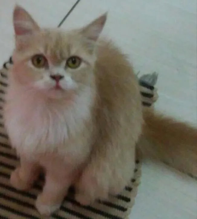 Gato ra a Mestiça Persa idade  nome Doce