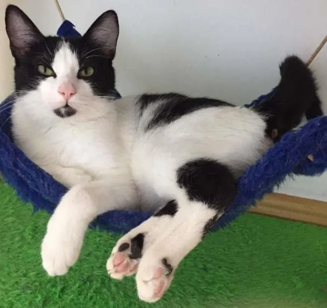Gato ra a SRD idade 7 a 11 meses nome Filipo