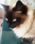 Belinha