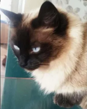 Gato raça srd idade 2 anos nome Belinha