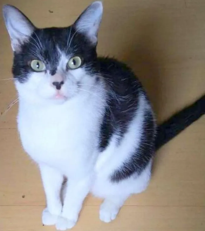 Gato ra a srd idade 3 anos nome Alfredo