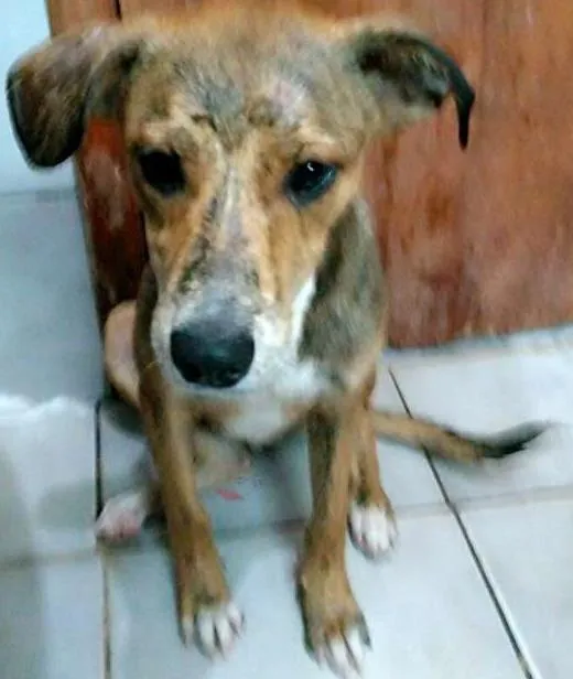 Cachorro ra a Vira lata  idade 2 a 6 meses nome Não tem 