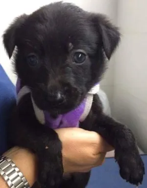 Cachorro raça srd idade Abaixo de 2 meses nome Tina