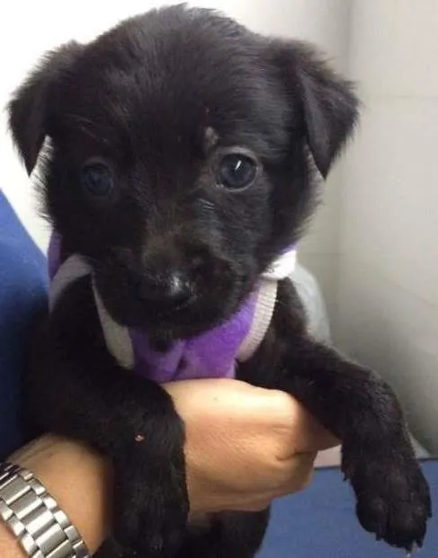 Cachorro ra a srd idade Abaixo de 2 meses nome Tina