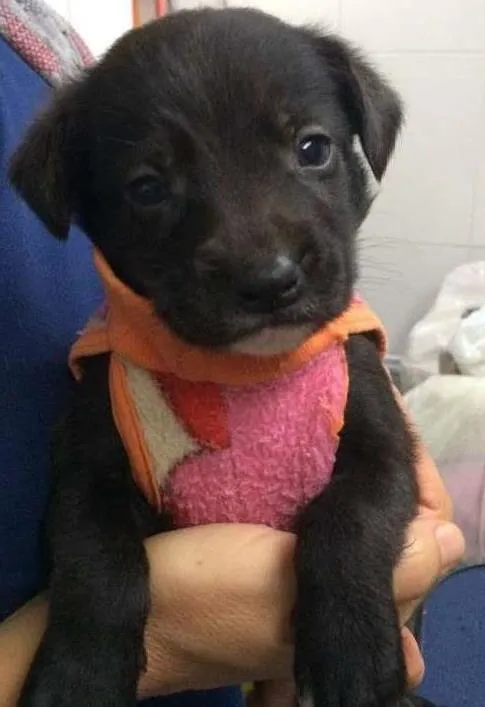 Cachorro ra a srd idade Abaixo de 2 meses nome Thaty
