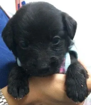 Cachorro raça srd idade Abaixo de 2 meses nome Jack