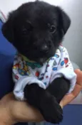 Enzo